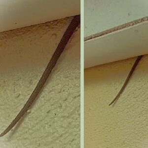 What’s That Hanging From the Ceiling? Online User Shares Creepy Discovery