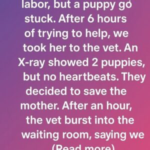 A Miracle Named Hope: How Our Husky and Her Puppy Beat the Odds